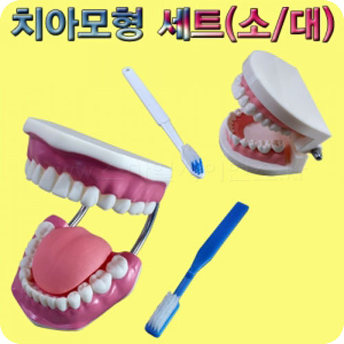 치아모형 세트(소형/대형) 