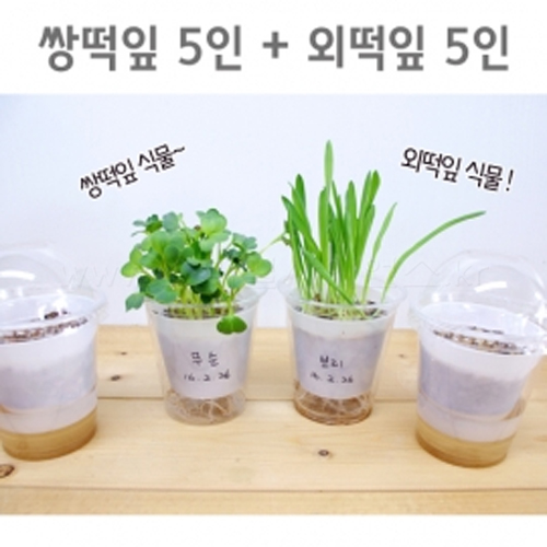 새싹(2종)기르기 (쌍떡잎5인+외떡잎5인)(10인)