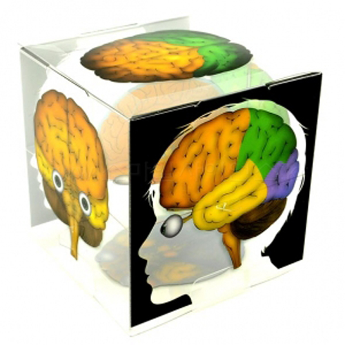 뇌 구조 모형 큐브( 5인1세트)