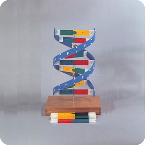 NaRiKa(나리카)DNA모델1형