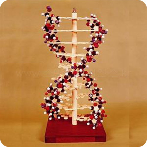 NaRiKa(나리카)DNA모델2형 