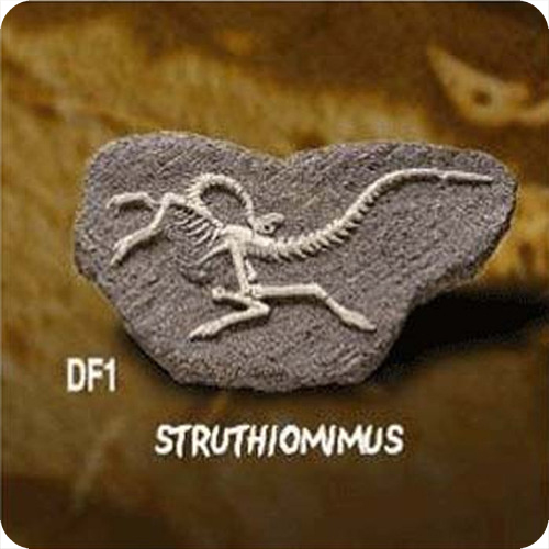 공룡화석발굴-스투루시오미무스(DF1)