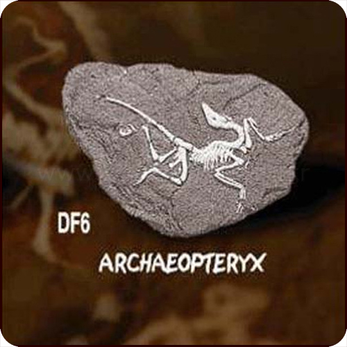 공룡화석발굴(아르케오프테릭스)