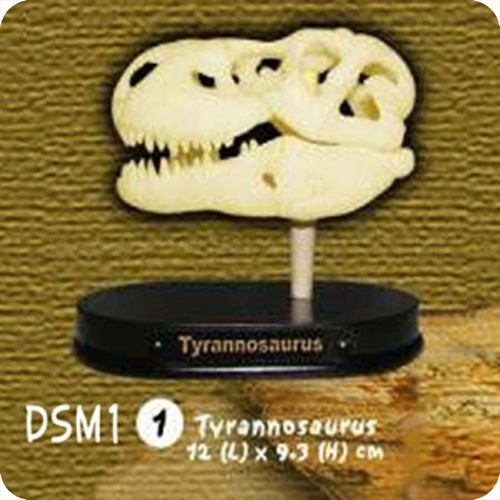 공룡두개골발굴-티라노사우루스(중)