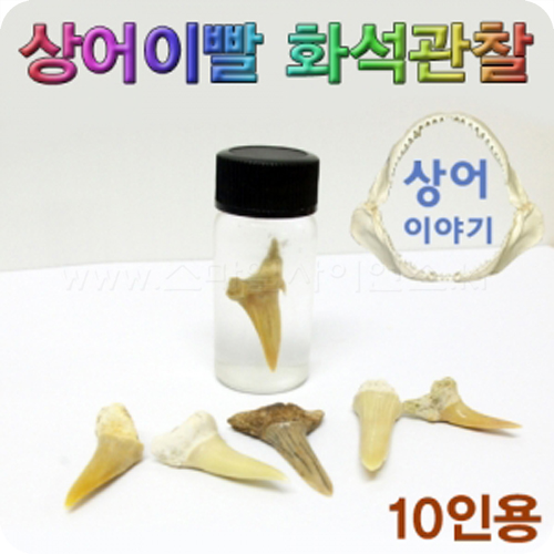 상어이빨화석관찰세트(10인용)