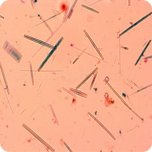규조류-Mixed Diatoms