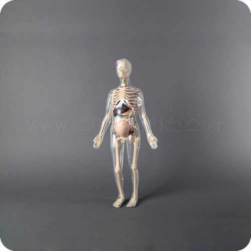 인체골격+인체해부모형키트