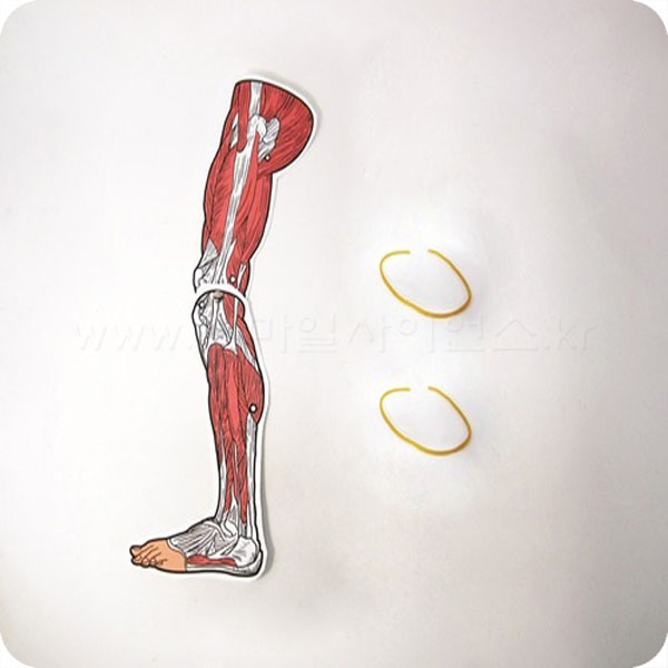 다리근육모형만들기(5인1세트)