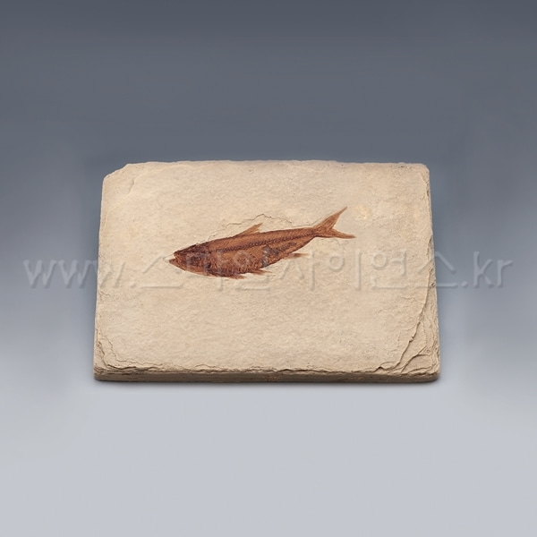 KSIC 물고기화석(와이오밍 전시용화석)