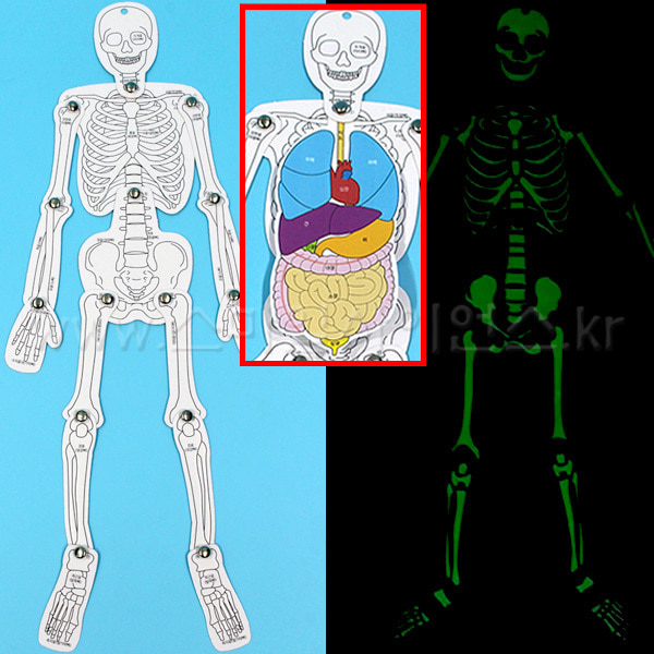 SA야광 인체골격과 장기모형(5인)