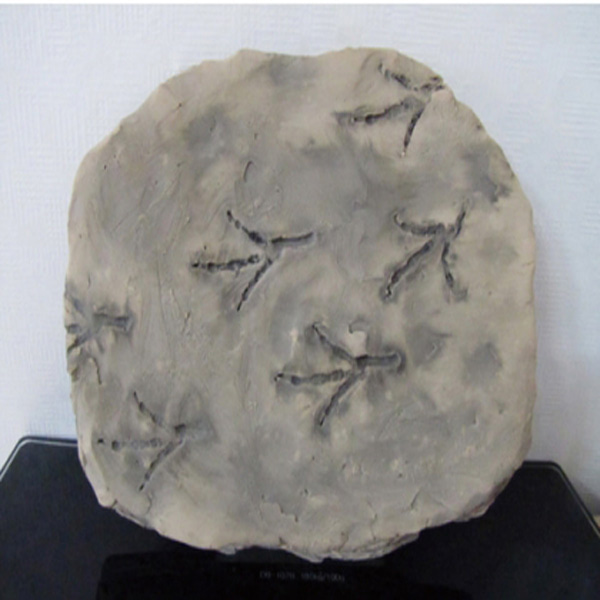 새발자국화석(전시용화석)