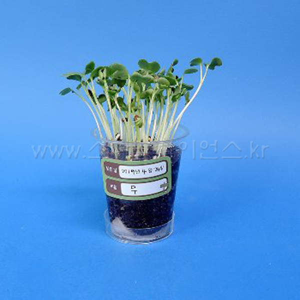 쌍떡잎 식물(무) 기르기 -5인용