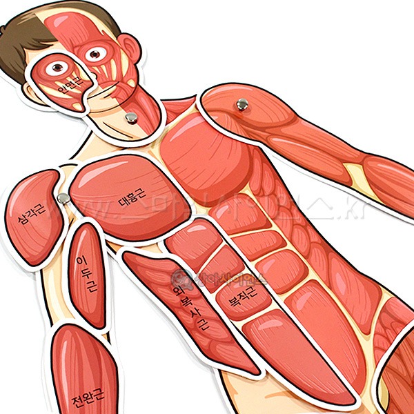 인체의 신비-인체 근육 모형(완성시 약70cm)(1인용)