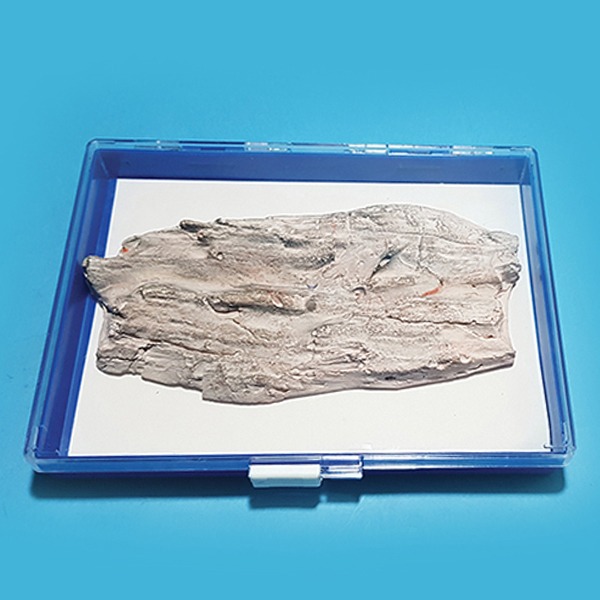 나무화석모형