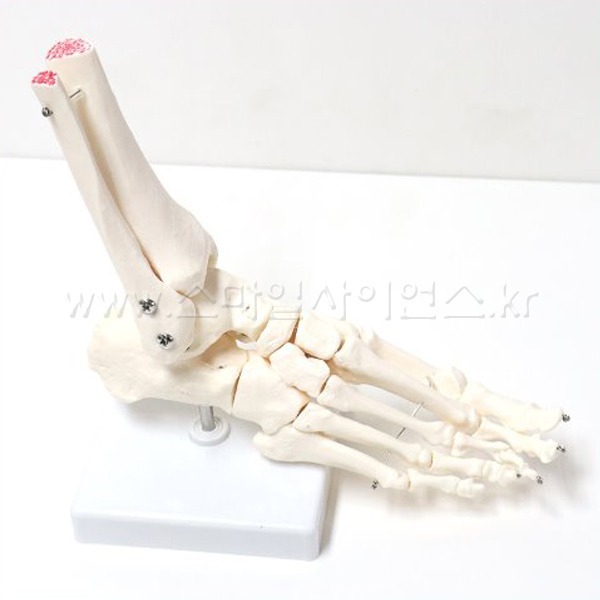 인체 발 관절 모형
