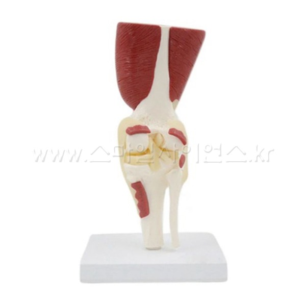 무릎 관절 근육과 인대 모형