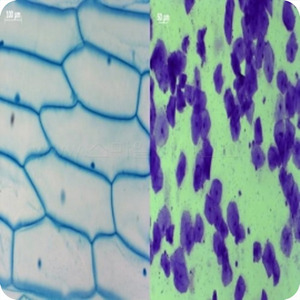 식물동물세포비교표본