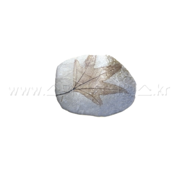 KSIC 단풍잎 화석모형