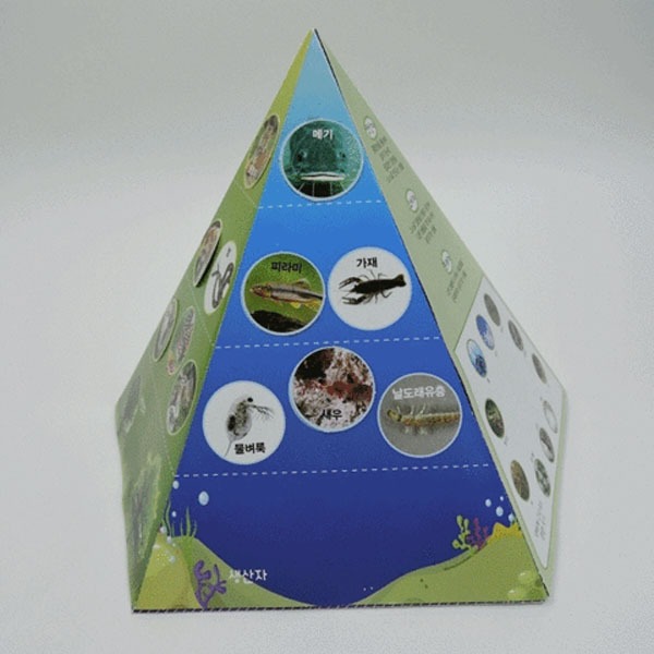 생태피라미드(5인1세트)