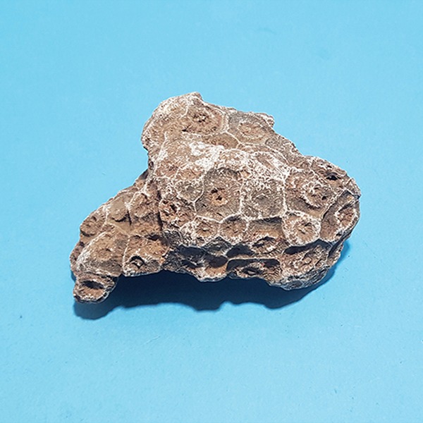 산호화석 (실물) (보관케이스 포함)
