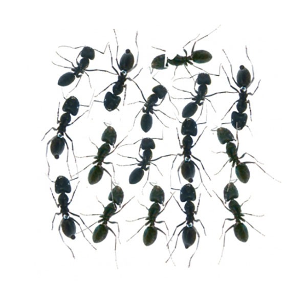 개미 16 마리(학교외 구매불가)(평일 월~수만 출고가능)-도서산간지역및제주도불가