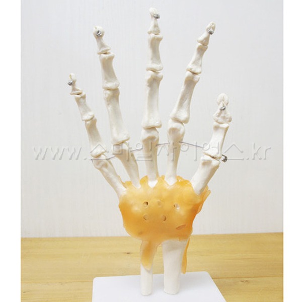 인체 손 관절 모형