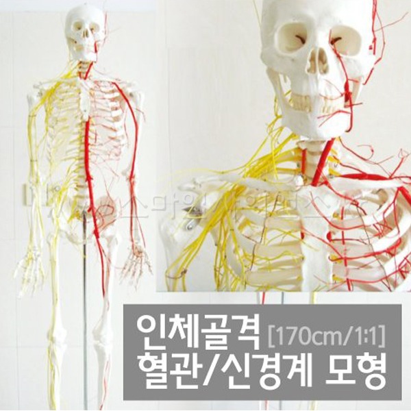 인체골격 혈관 신경계 모형(170cm)